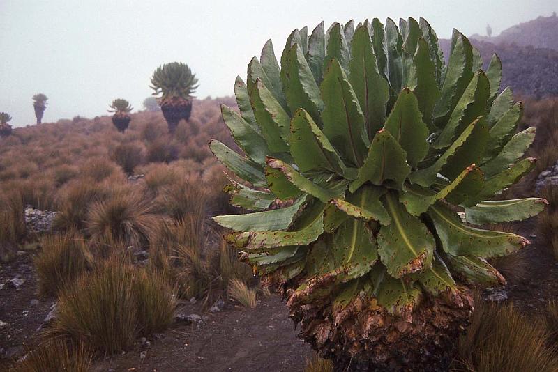 WT 1400 214-36 Kenya.jpg